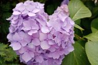 hydrangea