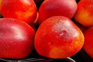 nectarine