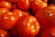 tomatoes