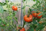 tomatoes, leaves