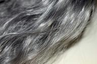 gray hair