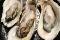 oysters