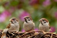 sparrows