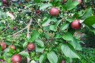 apple trees