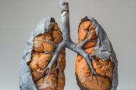 Lungs