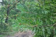 a pine tree