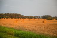 Hay after harvesting