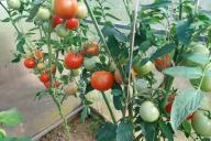 tomatoes