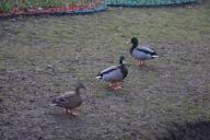 ducks