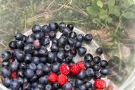 berries