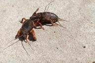 mole cricket