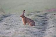 a hare