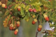 acorns