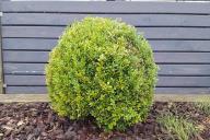 Boxwood