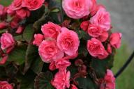 begonia